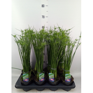 Cyperus haspan