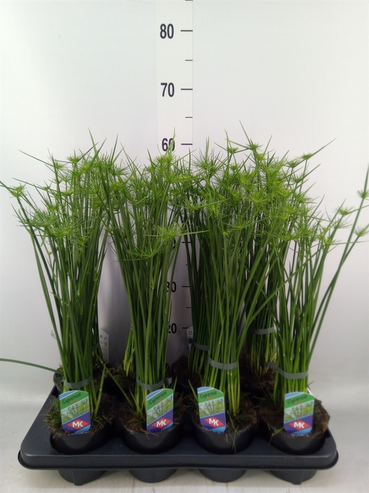 <h4>Cyperus haspan</h4>