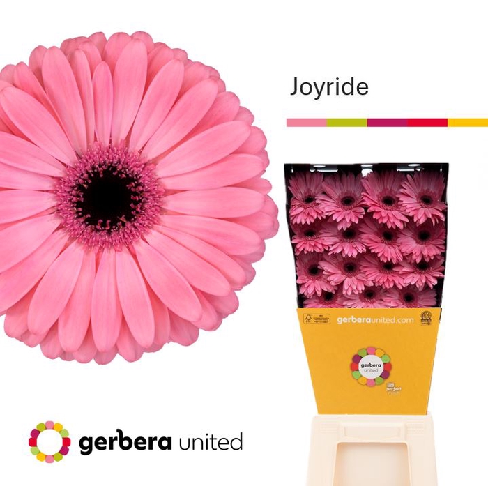 <h4>Gerbera Joyride Diamond</h4>