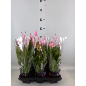 Spathiphyllum  'Bellini'