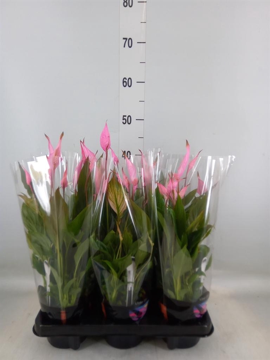 <h4>Spathiphyllum  'Bellini'</h4>