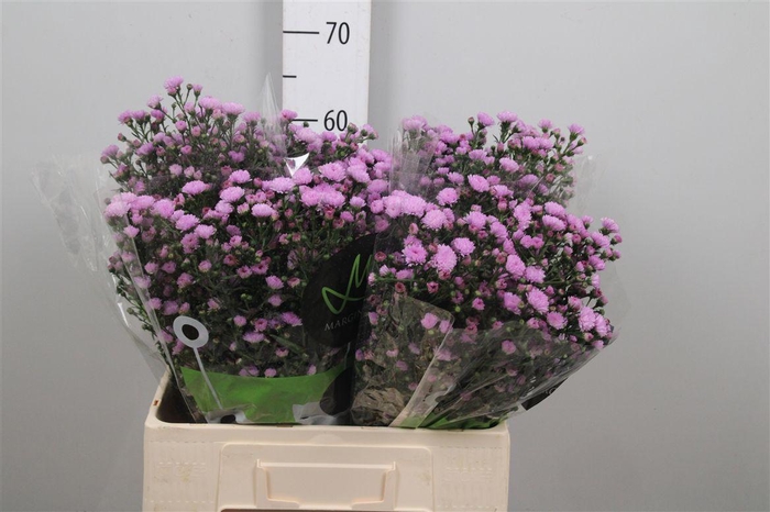 <h4>Ast Double Da Pink</h4>