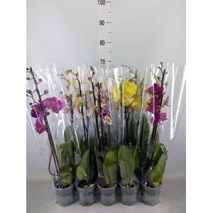 Phalaenopsis   ...mix  5