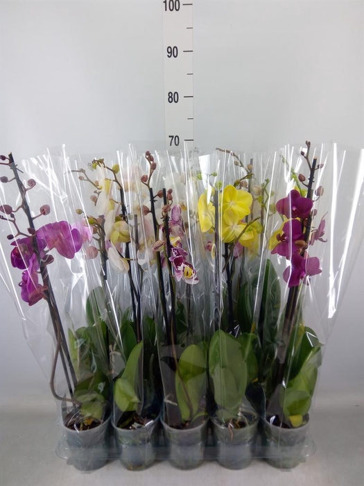 <h4>Phalaenopsis   ...mix  5</h4>