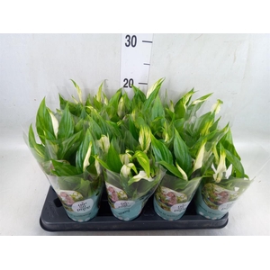 Spathiphyllum  'Pearl Cupido'
