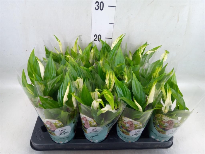 <h4>Spathiphyllum  'Pearl Cupido'</h4>
