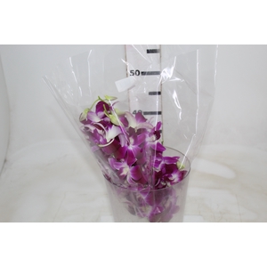 DENPHALAEN MACO PINK MIN 30 FLS