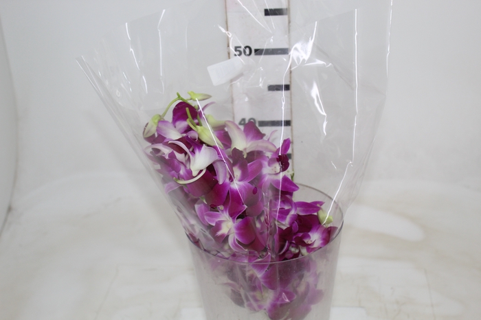 <h4>DENPHALAEN MACO PINK MIN 30 FLS</h4>