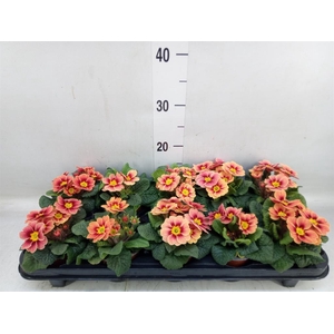 Primula ac. 'Cottage'