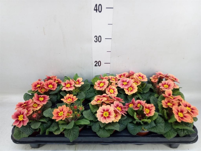 <h4>Primula ac. 'Cottage'</h4>