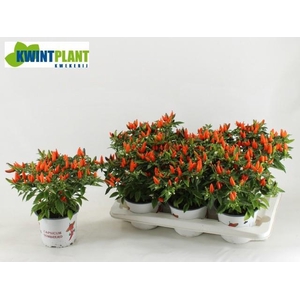 CAPS AN SANTO ORANGE