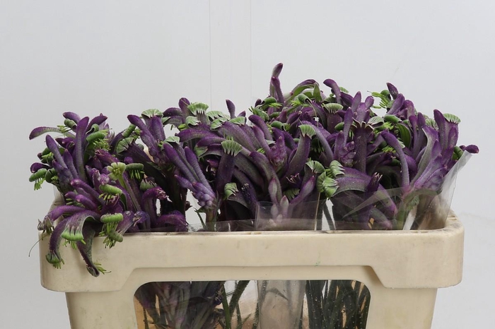 <h4>Anigozanthos Celebrations Carnivale</h4>