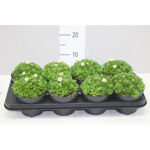 Saxifraga Ar Alp White