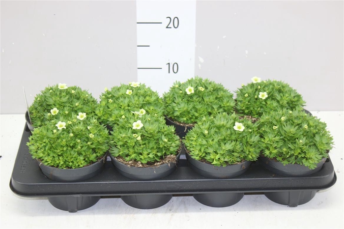 <h4>Saxifraga Ar Alp White</h4>