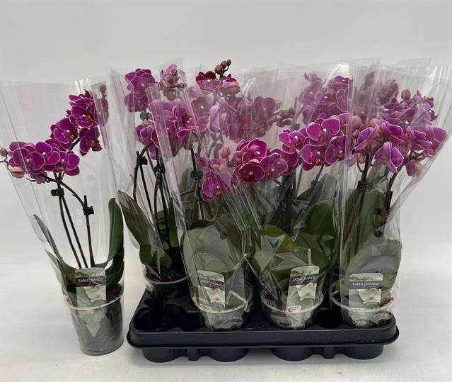 <h4>PHAL OV PAARS</h4>