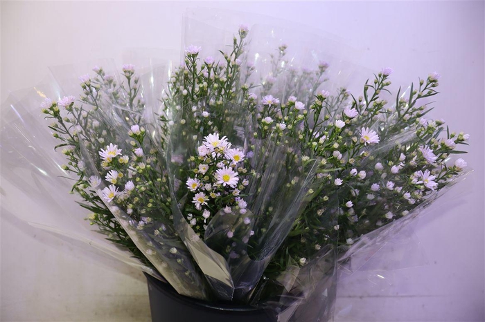 <h4>Ast Claudia X5</h4>