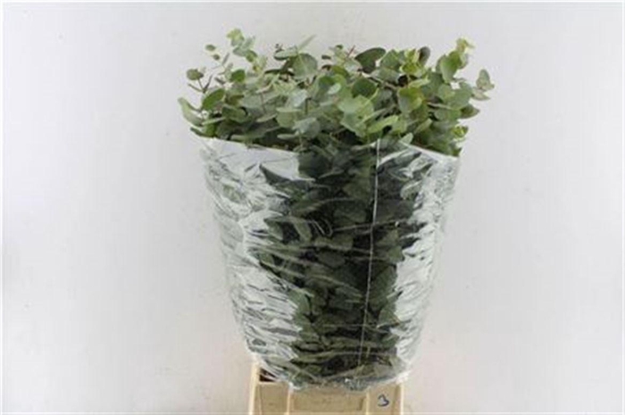 <h4>Euca Cinerea Heavy 5 Stems Selected</h4>