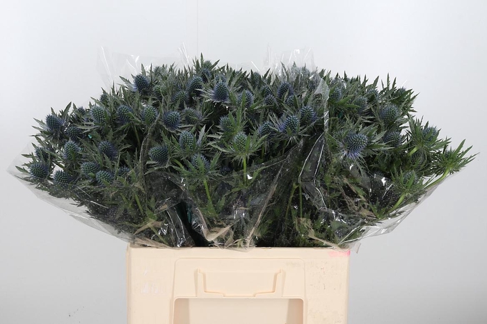 <h4>Eryng Aquarius</h4>