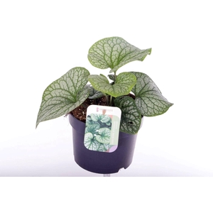 BRUN MACROPHYLLA
