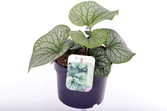 <h4>BRUN MACROPHYLLA</h4>