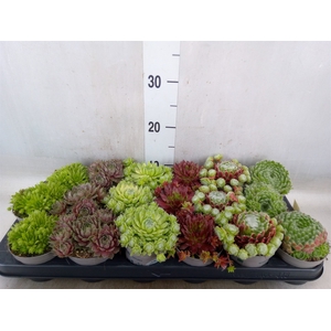 Sempervivum   ...