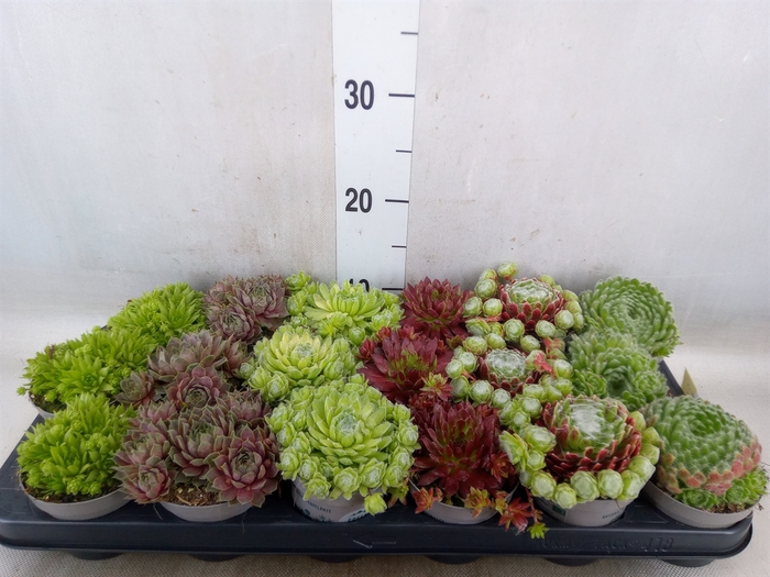 <h4>Sempervivum   ...</h4>