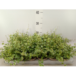 Ficus pumila 'White Sunny'