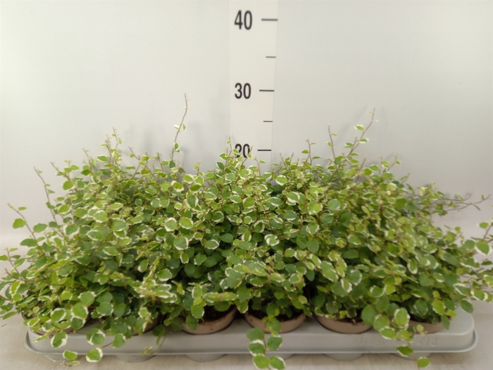 <h4>Ficus pumila 'White Sunny'</h4>