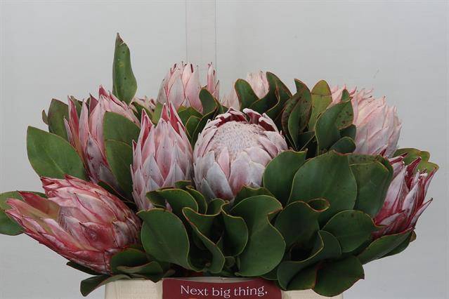 <h4>PROTEA CYNAROIDES</h4>