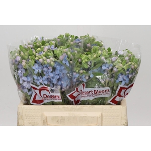 Oxypetalum Tweedia Blue