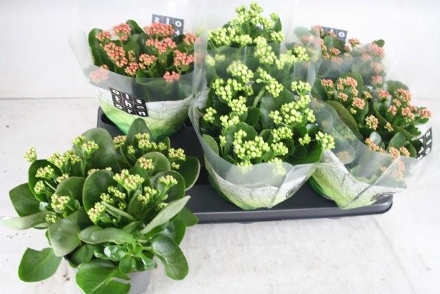 <h4>KAL GE GEM 4 KL</h4>