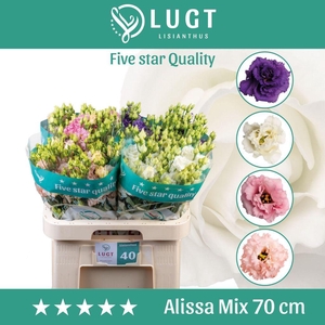 Lisianthus do alissa mix in bucket