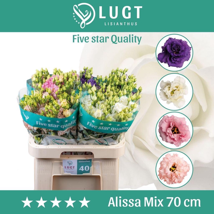 <h4>Lisianthus do alissa mix in bucket</h4>