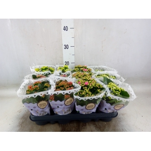 Kalanchoe blos.   ..rosebud mix  5