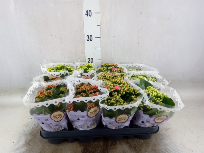 <h4>Kalanchoe blos.   ..rosebud mix  5</h4>