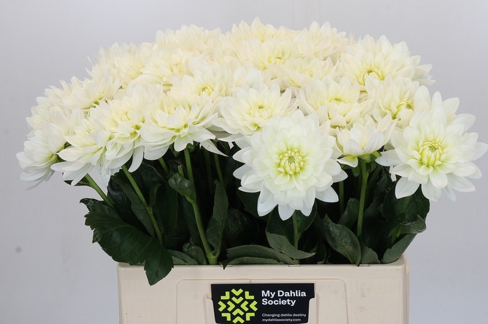 <h4>Dahlia Karma M. Zwaan</h4>