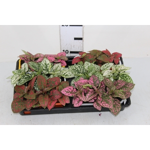 HYPOESTES JARDINEIRA 785ML