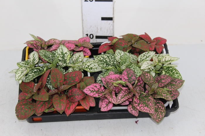 HYPOESTES JARDINEIRA 785ML
