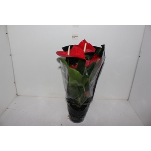 ANTHURIUM MICHIGAN P17 PREMIUM