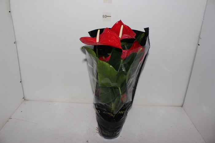 ANTHURIUM MICHIGAN P17 PREMIUM