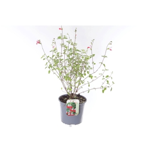 Salvia microphylla Hotlips