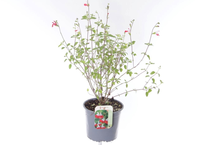 <h4>Salvia microphylla Hotlips</h4>