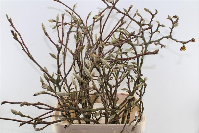 <h4>Magnolia Grandiflora Ex</h4>