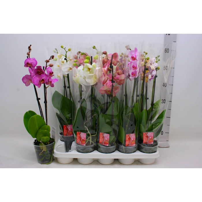 <h4>PHAL GEM</h4>