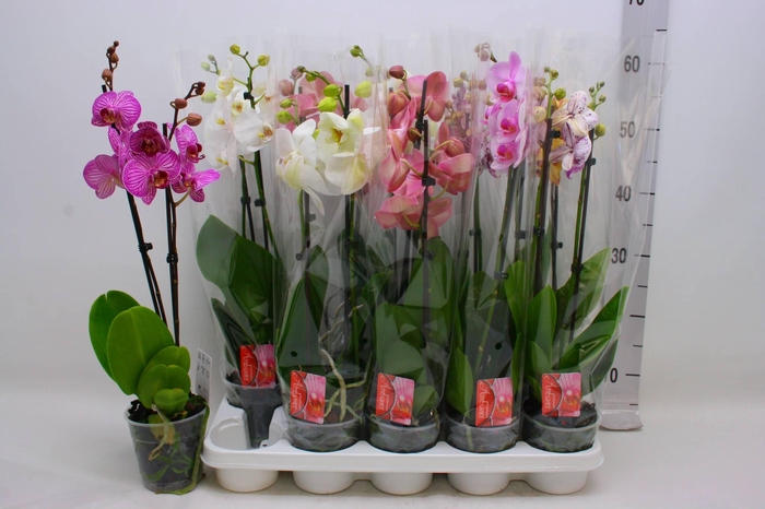 PHAL GEM