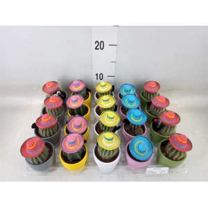 Cactus   ...decorated