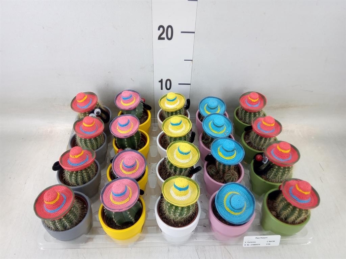 <h4>Cactus   ...decorated</h4>