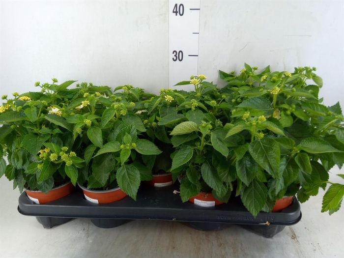 <h4>Lantana camara 'Havana White'</h4>