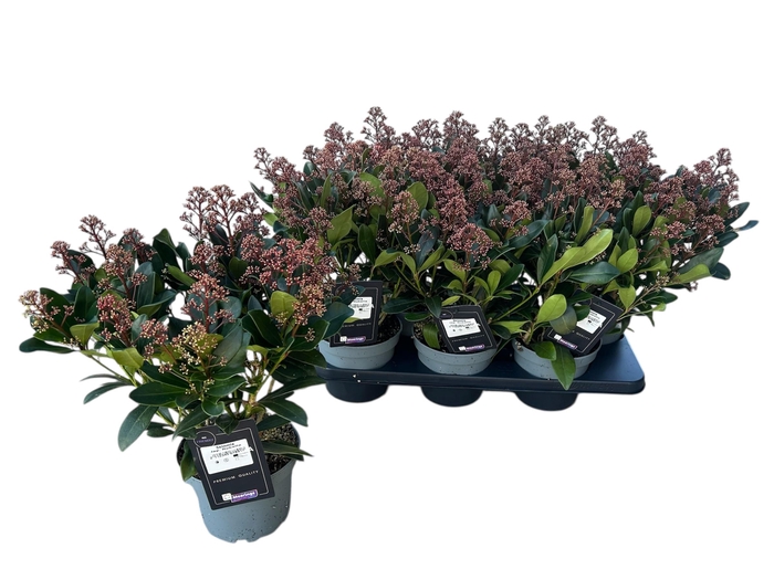 <h4>SKIM J RUBELLA</h4>