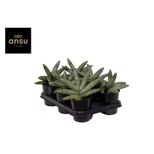 Sansevieria Inti Glory